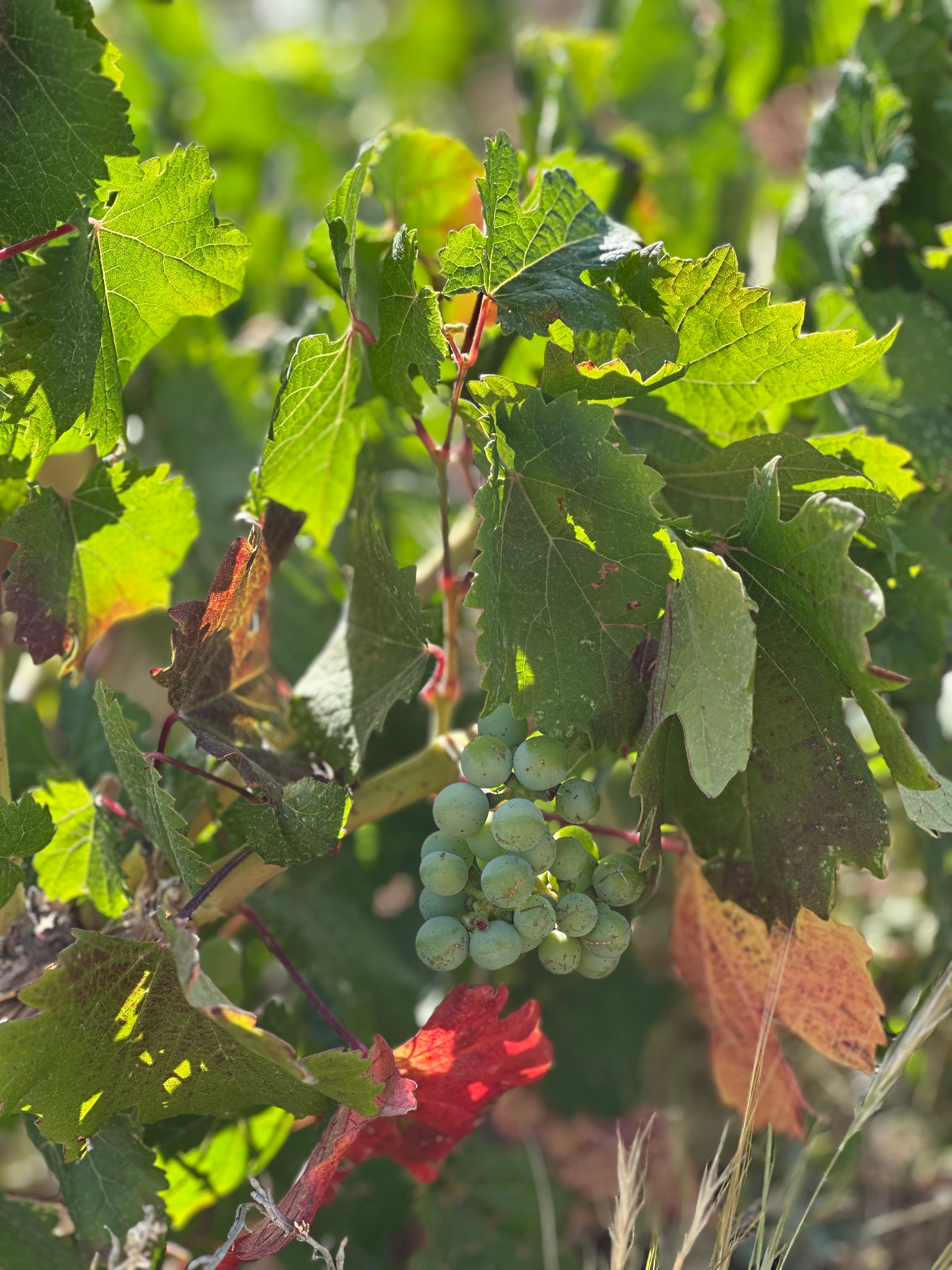 Grape cluster ripening on the vine